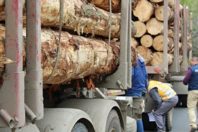 Caen exportaciones forestales de la Región del Bio Bio