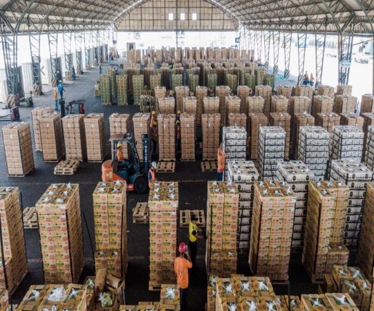 Ecuador: Exportaciones de banano alcanzan 133 millones de cajas entre enero y abril de 2023