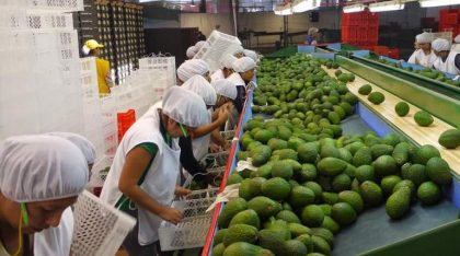 Perú: Exportación de palta supera 36.000 toneladas en primer bimestre 2024