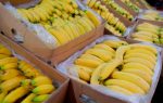 Ecuador: Exportación de banano comienza 2026 con un alza de 9,66% respecto al primer mes del año anterior
