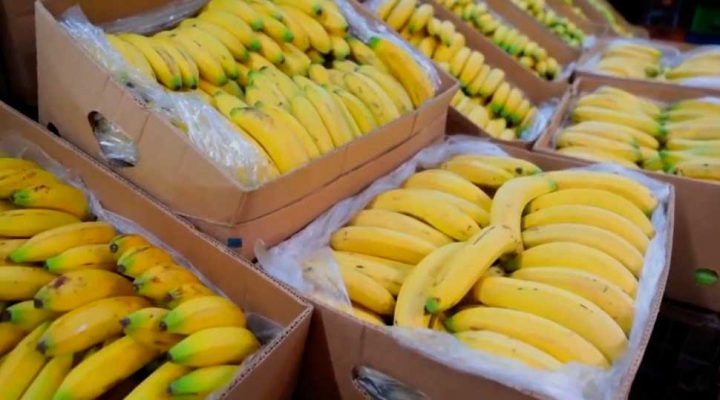 Exportações brasileiras de banana se elevaram em 2021