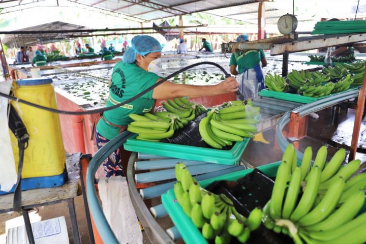 Ecuador: Exportaciones De Banano Generan USD 3.181 Millones En 11 Meses ...