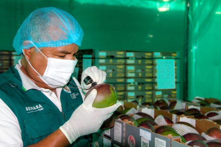 Perú impulsa estrategia para fortalecer articulación de oferta exportable del mango