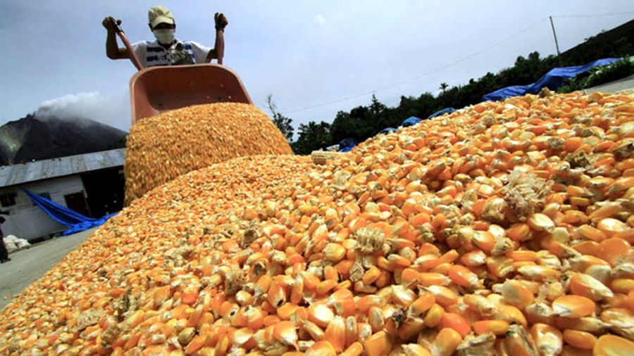 Espanha e Portugal permitem entrada de milho argentino