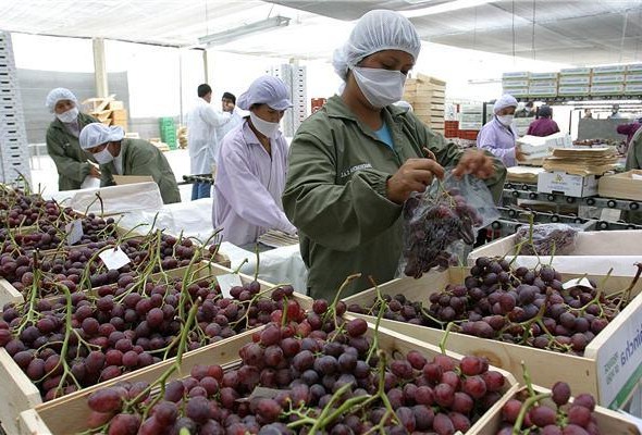 Perú: Prevén que la uva genere un nuevo récord de envíos durante 2022 - PortalPortuario