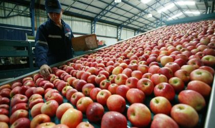 Manzanas y carozos chilenos de exportación volverán al mercado peruano