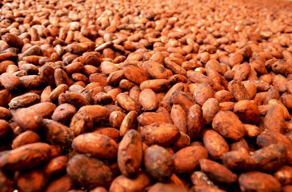 Perú: Estiman resultados similares a 2022 en exportación de cacao