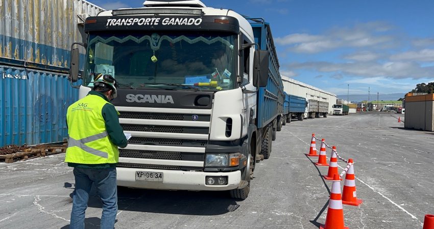 SAG certifica tercer embarque de vaquillas en pie de 2022 desde Talcahuano Terminal Portuario