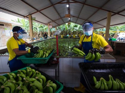 Exportación de bananos ecuatorianos totalizan 316 millones de cajas hasta noviembre de 2023
