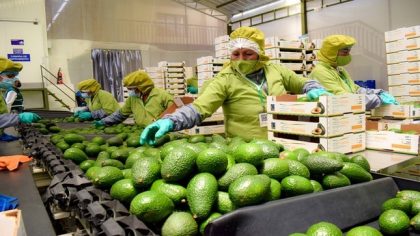 Agroexportaciones del Perú crecen 23,3% en enero de 2024