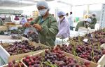 Perú: Exportaciones no tradicionales crecen 1,1% en 2023