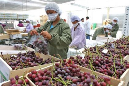 Perú: Expertos señalan que exportaciones agrícolas peruanas superarían las de Chile en 2027
