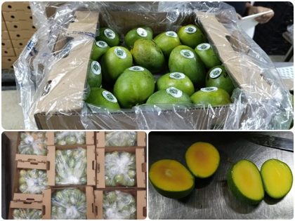 Colombia exporta 13 toneladas de mango de azúcar a Estados Unidos por vía marítima por primera vez