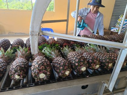 Bolivia prevé exportar 330 toneladas de piña a Chile, Argentina y Uruguay en 2024