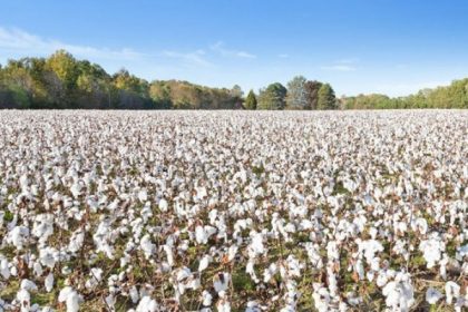 Brasil se convierte en mayor exportador de algodón del mundo