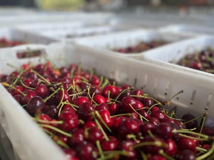 Exportaciones de frutas frescas chilenas alcanzan números récord durante el primer semestre