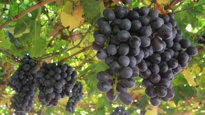 Fedefruta anuncia que Estados Unidos eliminó fumigación de uva chilena
