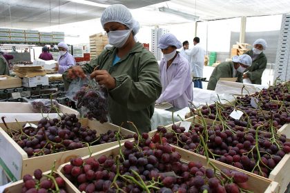 Gobierno de Perú vuelve a exportar uva al mercado de Ecuador