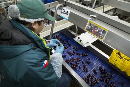 SAG inicia temporada de exportación de cerezas con certificación de primeras 10 toneladas