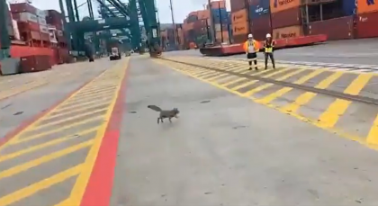 Video: ¡Muy astuto! Zorro chilla se escapa de portuarios tras colarse a instalaciones de DP World San Antonio