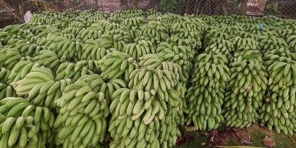 Bolivia: Exportaciones de banana registran caída de 30% en agosto de 2024