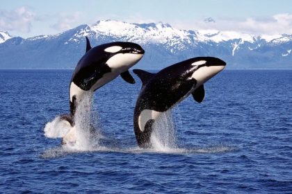 MSC y Medlog Chile apoyan Proyecto de Conservación de Ballenas de Aleta