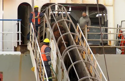 2.900 bovinos retornan a Uruguay a casi un mes de quedar varados en la costa de Turquía
