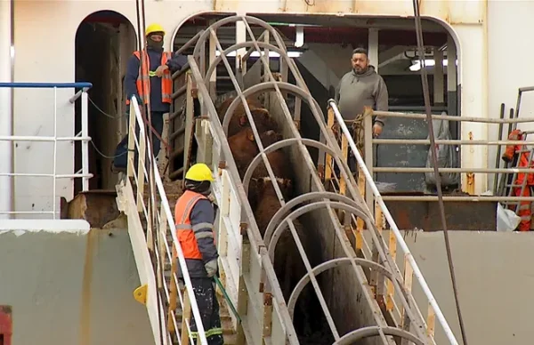 2.900 bovinos retornan a Uruguay a casi un mes de quedar varados en la costa de Turquía