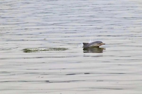 Golfinhos e navios: projeto da TCP monitora cetáceos na Baía de Paranaguá
