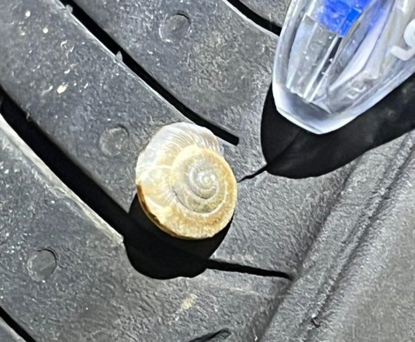 SAG intercepta plaga exótica durante inspección portuaria en San Antonio