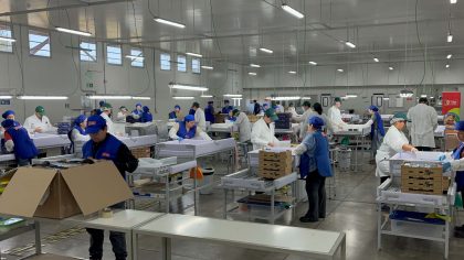 Inicia nueva temporada de inspección de fruta fresca con destino a Estados Unidos en Cabrero