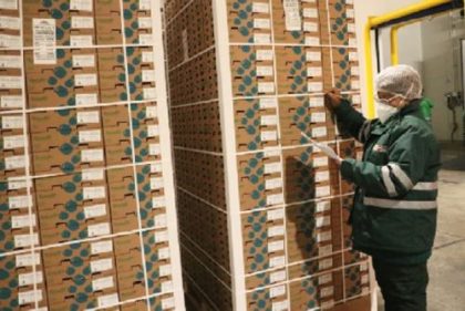 Perú inicia temporada de exportación de arándanos reafirmando su liderazgo mundial