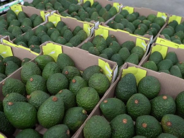 Colombia podrá enviar palta Hass al mercado uruguayo