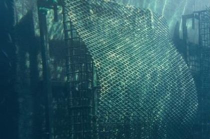 Puerto de Cádiz impulsa biodiversidad marina con instalación de estructuras ecológicas