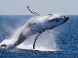 Temporada de migración de ballenas a Chile pone de relieve amenaza de naves