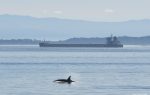 Puerto de Vancouver inicia prueba de programa ECHO de protección de ballenas
